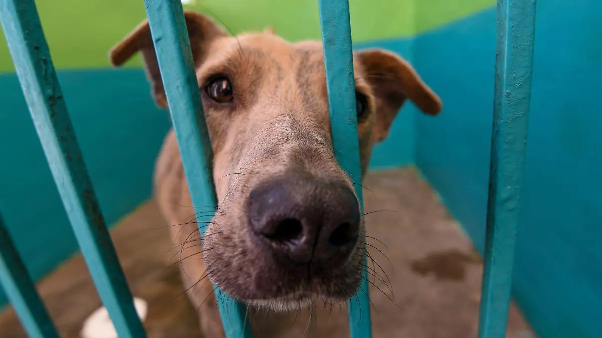 890750_Protectoras de animales ingresan a CCyBA Toluca -3_web